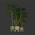 Different Green Plants In Decorative Pots With Small Feet On Reflective Gray Background