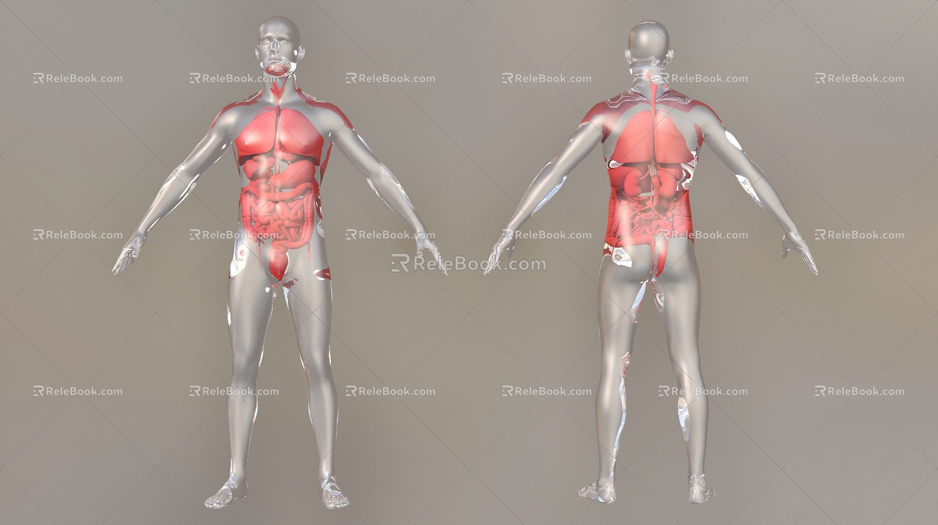 Human Organs Human Viscera 3d model