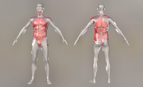 Human Organs Human Viscera 3d model