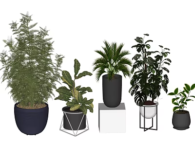 Different Types Of Indoor Potted Plants With Decorative Pots And Lush Green Foliage 3d model