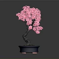 Pink Flowering Bonsai Tree with Curved Trunk in Blue Pot on Gray Background
