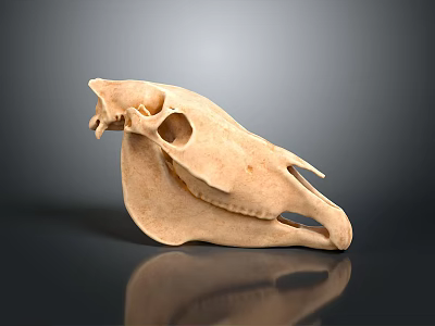 Detailed View Of Light Brown Animal Skull On Dark Background With Reflection 3d model
