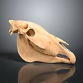 Detailed View Of Light Brown Animal Skull On Dark Background With Reflection