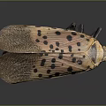 Spotted Insect with Brown Spotted Wings and Yellow Body on Dark Background