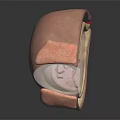 Detailed Anatomical Cross Section Model Displaying Internal Layers And Red Vessel