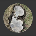 Wooden Stone Tree Stumps with Rustic Bark Texture Natural Cross Sections and Grass Base