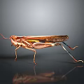 Brown Grasshopper With Yellow Stripes Long Legs And Reflective Surface On Gray Background
