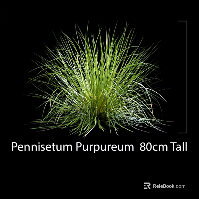 Decorative Ornament Set Featuring Pennisetum Purpureum 80cm Tall Natural Green Foliage 3d model 