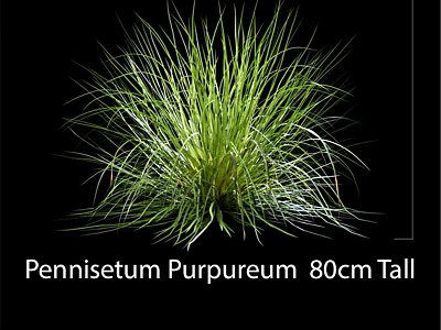 Decorative Ornament Set Featuring Pennisetum Purpureum 80cm Tall Natural Green Foliage 3d model