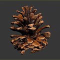 Natural Brown Pine Cone Decorative Ornament For Home Interior Decoration