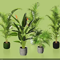 Bonsai Potted Plants With Various Greenery Different Sizes And Colored Pots On Green Background