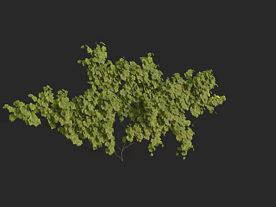 Lush Green Vine Plant With Dense Leaf Coverage And Natural Growth 3d model