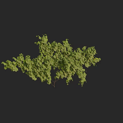 Modern Grape Climbing Vine 3d model