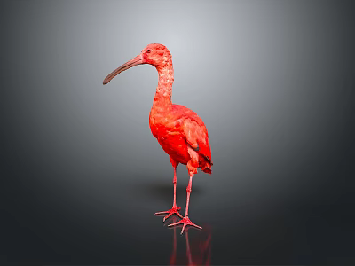 Red bird with long beak standing on smooth black surface against gray gradient background 3d model