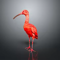 Red bird with long beak standing on smooth black surface against gray gradient background