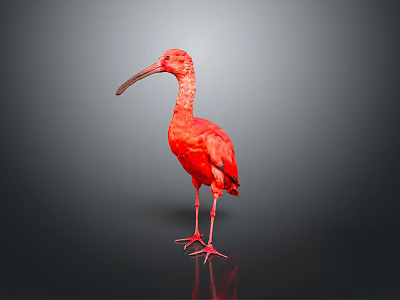 bird game animal cartoon animal realistic animal 3d model