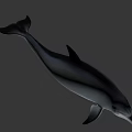 Gray Dolphin With Black Dorsal Fin Swimming In Underwater Environment