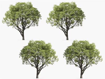 Four Arbor Trees With Lush Green Foliage And Strong Natural Trunks 3d model