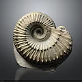 Ammonite Fossil With Spiral Structure Textured Surface And Detailed Ridges Displayed On Dark Background