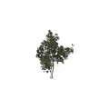 Lush Green Arbor Tree With Multiple Trunks And Natural Foliage