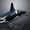 Orca Whale With Black And White Coloration Open Mouth And Dorsal Fin On Smooth Surface
