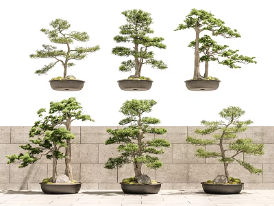 Artistic Pine Bonsai Trees In Dark Ceramic Pots Against Stone Wall Background 3d model