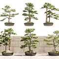 Artistic Pine Bonsai Trees In Dark Ceramic Pots Against Stone Wall Background 3d model