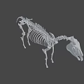 Artistic Animal Skeleton Display With Detailed Structure On Green Geometric Background