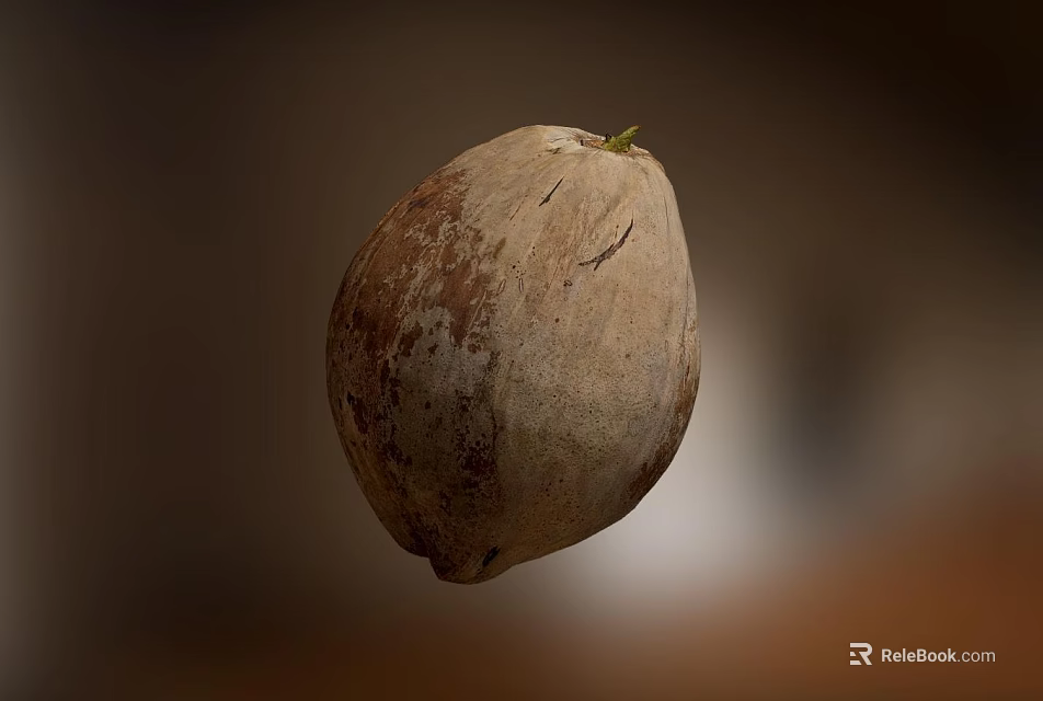 Fresh Ripe Coconut With Natural Brown Beige Texture And Green Sprout 3d model 