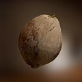 Fresh Ripe Coconut With Natural Brown Beige Texture And Green Sprout