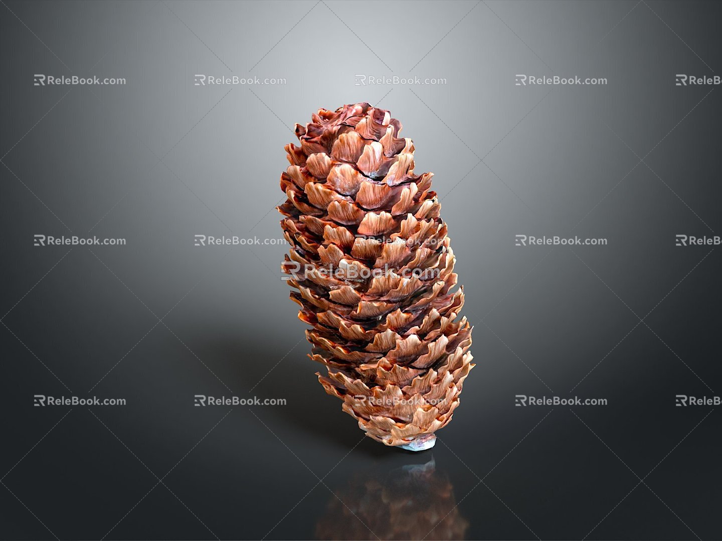 pine cone plant dried fruit 3d model