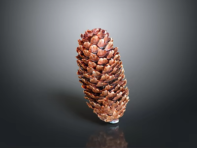 Fresh Pine Nuts In Natural Pine Cone On Black Reflective Surface 3d model