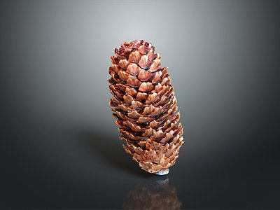 pine cone plant dried fruit 3d model