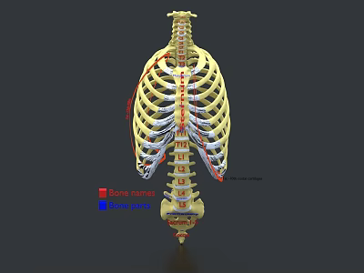 Human Limb Bones Anatomical Model Displaying Labeled Bone Names And Detailed Parts 3d model