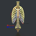 Human Limb Bones Anatomical Model Displaying Labeled Bone Names And Detailed Parts