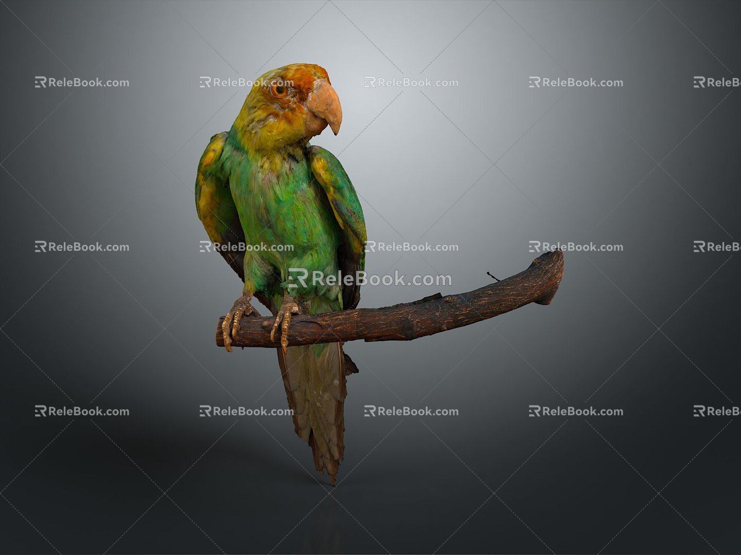 bird bird bird bird game animal cartoon animal animal realistic animal 3d model