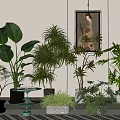 Indoor Decorative Bonsai and Potted Green Plants with Various Leaf Types and Stylish Pots