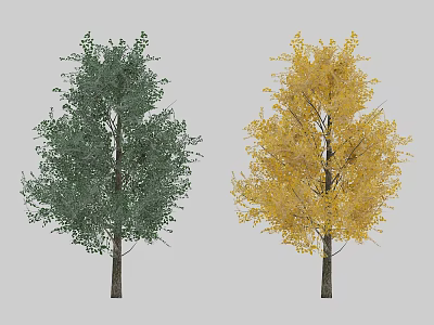 Two Trees Showing Green And Yellow Foliage In Seasonal Contrast 3d model