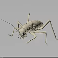 Detailed White Cricket 3D Model Displayed On Gray Background With Reflection