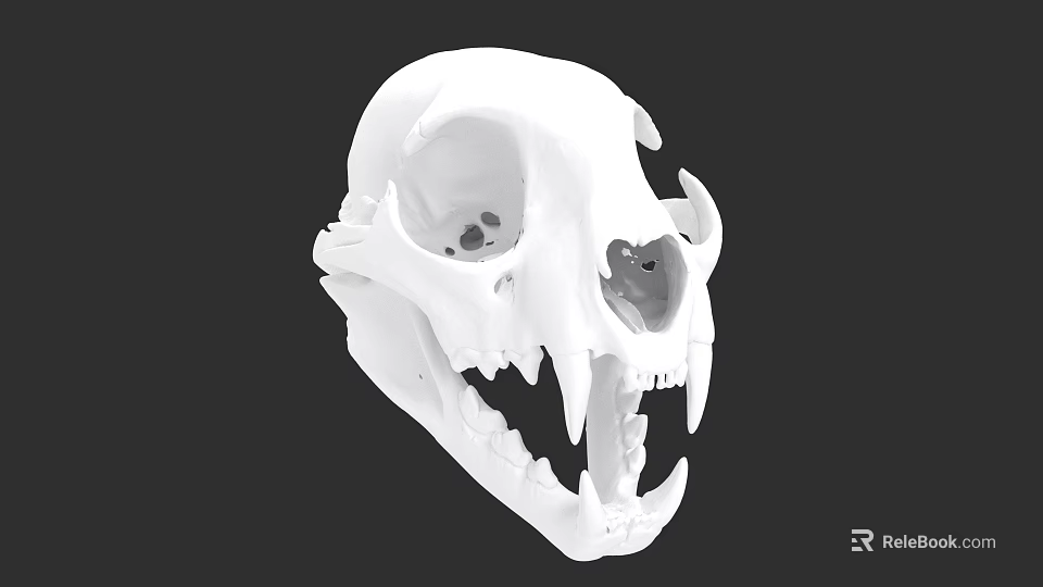 White Animal Skull With Sharp Canine Teeth And Detailed Bone Structure 3d model 