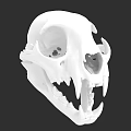 White Animal Skull With Sharp Canine Teeth And Detailed Bone Structure