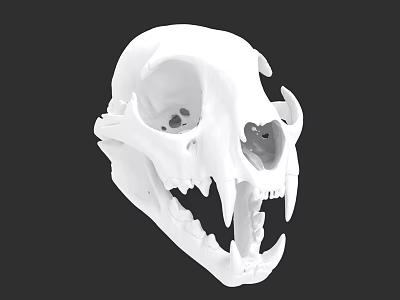 Ohio Bobcat Skull OUVC 9576 Animal Skull 3d model