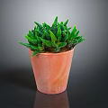 Succulent Plant With Green Spiky Leaves In Orange Terracotta Pot On Dark Background