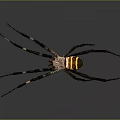 Detailed View Of Large Spider With Yellow Black Striped Body And Long Legs