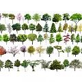 Diverse Arbor Collection Featuring Various Tree Species With Colorful Foliage and Different Growth Forms