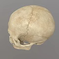 Detailed Handcrafted Human Skull Sculpture With Realistic Facial Features And Texture