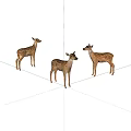 Three Spotted Fawns Standing Together in Lifelike Poses on White Background