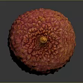 Fresh Plump Ripe Lychee Fruit With Red And Orange Rough Textured Skin
