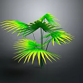 Vibrant Lush Palm Plant With Large Green Leaves And Yellow Edges