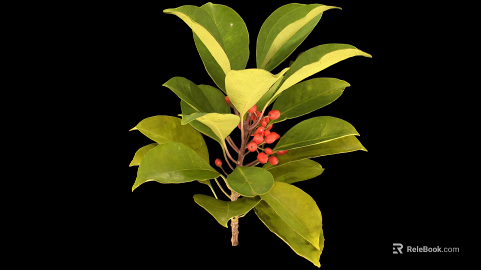 Healthy Green Plant With Shiny Leaves And Vibrant Red Berries 3d model 